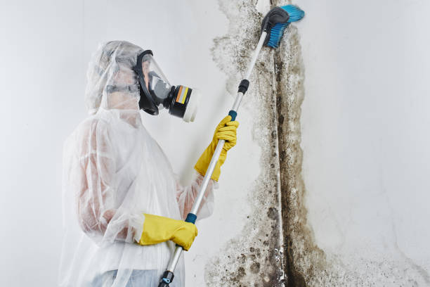 Best Local Mold Removal Service  in Odessa, MO