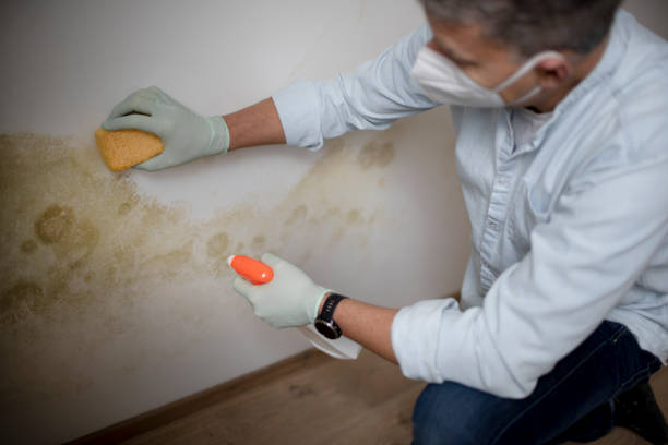 Best Mold Testing  in Odessa, MO