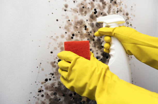 Best Affordable Mold Removal  in Odessa, MO
