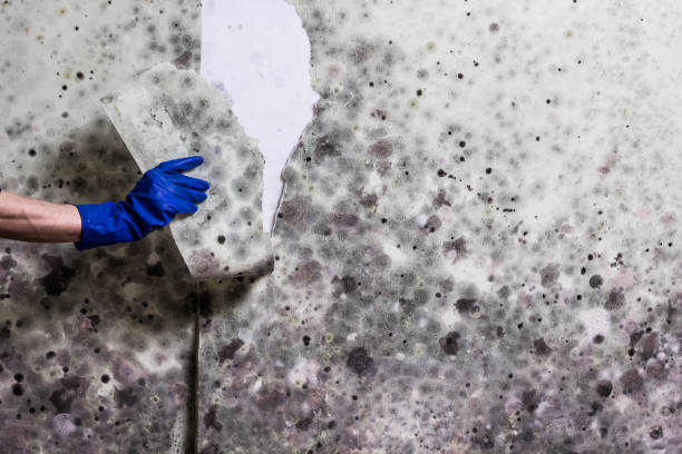 Best Mold Removal Near Me  in Odessa, MO