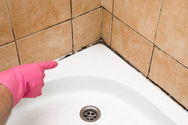 Best Home Mold Removal  in Odessa, MO